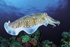 Cephalopods